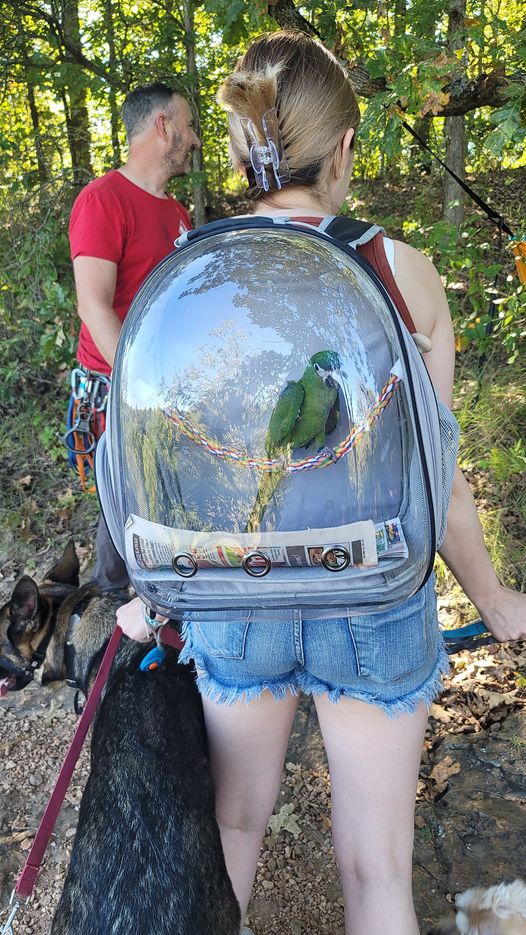 She is out hiking with three dogs and a parrot.