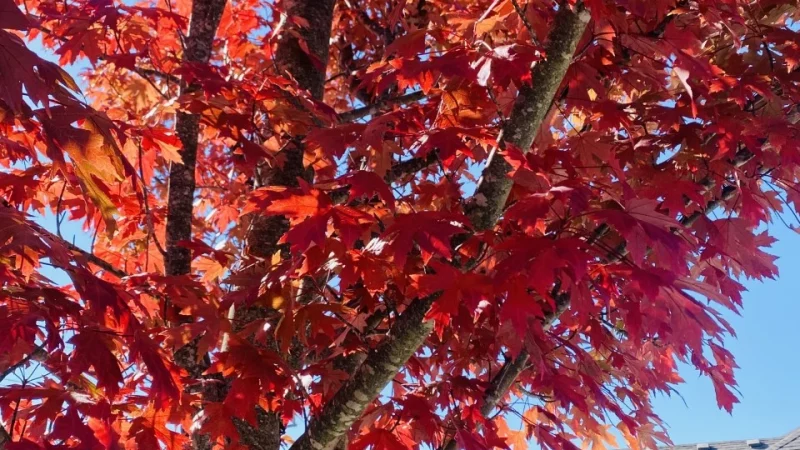 When to see peak fall foliage across the Ozarks