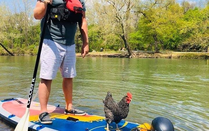 Don’t mind us… Just out giving SUP rides to chickens. Lol