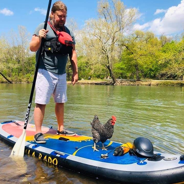Don’t mind us… Just out giving SUP rides to chickens. Lol