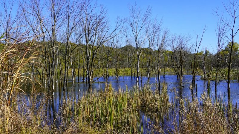 Small Pond –  Carterville, Missouri