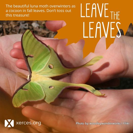 We understand that not everyone is allowed to leave the leaves. So we like to at