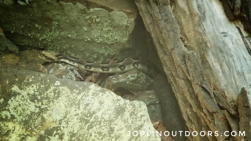 Rattlesnake Encounter [ HD VIDEO ]