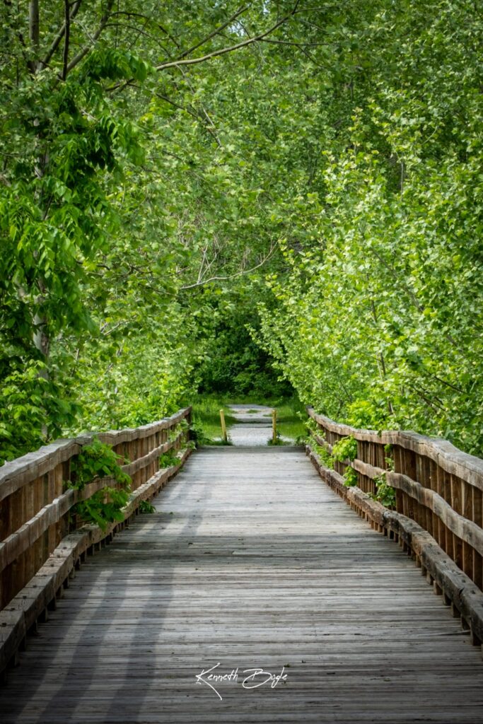 Wooden boardwalk bridge on the Thom's Station Trail