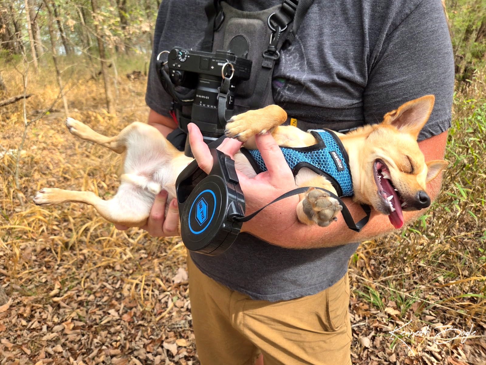 Chebon, a tan chihuahua, being held outdoors