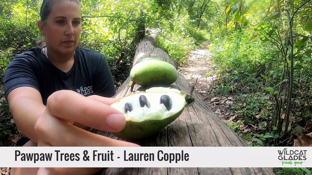 Pawpaw Tree & Fruit – Wildcat Glades Friends [ HD Video ]